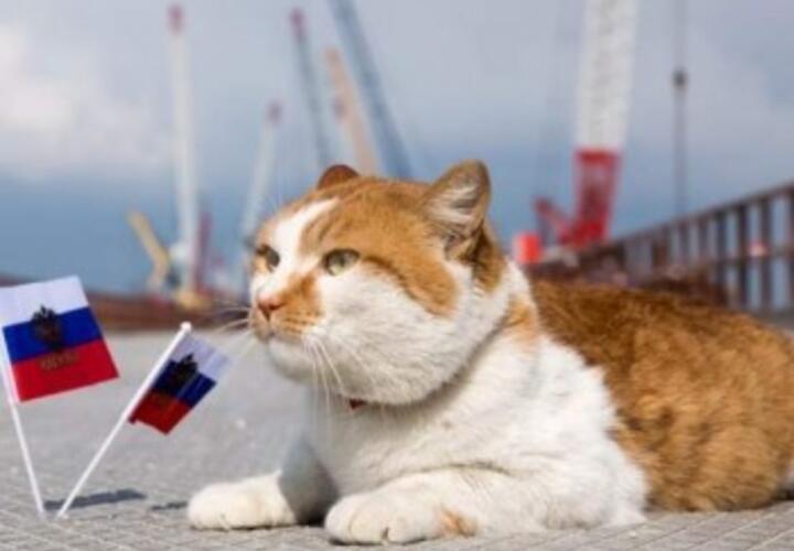 Гав-санкции: кошек из России не пустят на мировые выставки