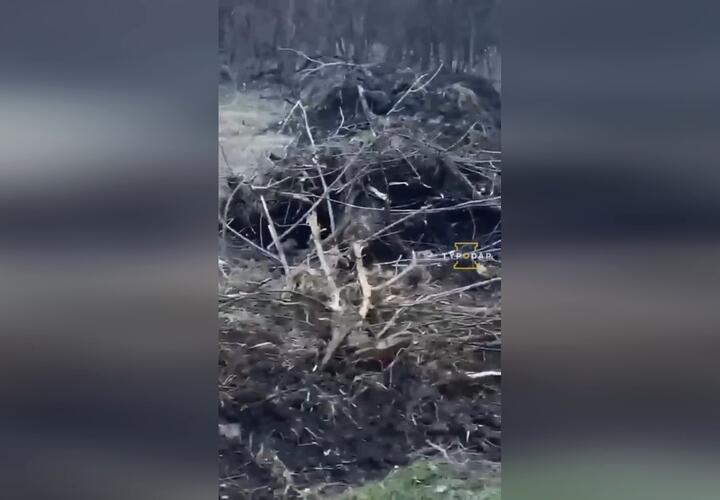 В Краснодаре бизнесмен на самосвале бросает мусор в лесу ВИДЕО