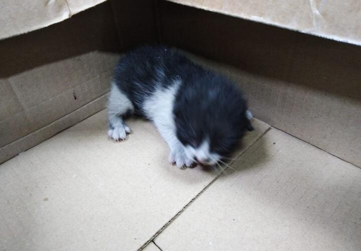 В Новороссийске слепого котенка достали из-под потолка магазина