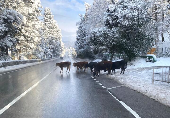 В Сочи коровы и лошади все чаще выходят на трассы и попадают в аварии