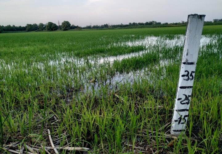 На Кубани может погибнуть почти половина посевов риса