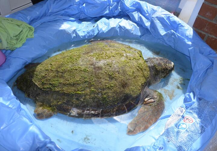 Спасенная в Анапе черепаха дышит раз в 5 минут, но жива ВИДЕО