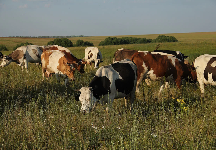 Станичникам Крымского района Кубани стало негде пасти своих коров ВИДЕО