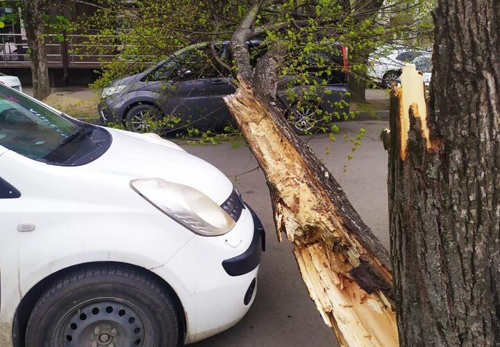 В Краснодаре ураганный ветер за ночь поломал и повалил десятки деревьев ВИДЕО