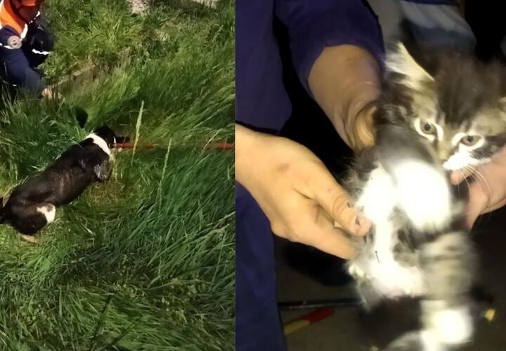 В Новороссийске спасатели достали из ливневки котенка и собаку
