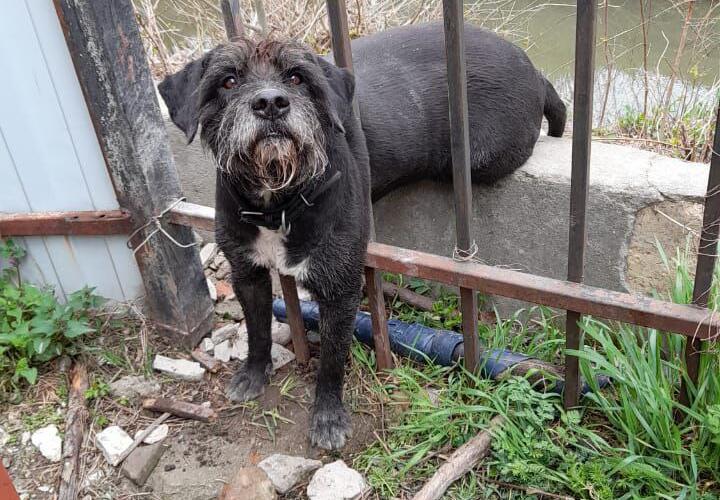 В Новороссийске спасатели вытащили из забора незадачливого пса ВИДЕО