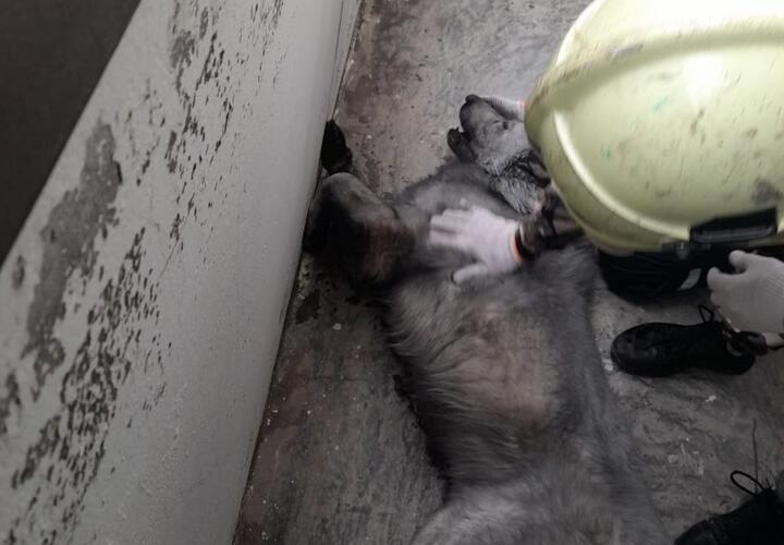 В Новороссийске во время пожара едва не задохнулась собака ВИДЕО