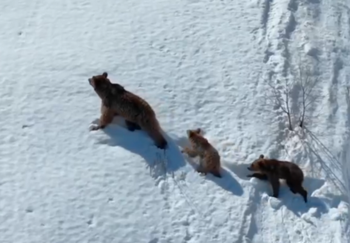 В окрестностях Красной Поляны медведица с детенышами ищут еду ВИДЕО