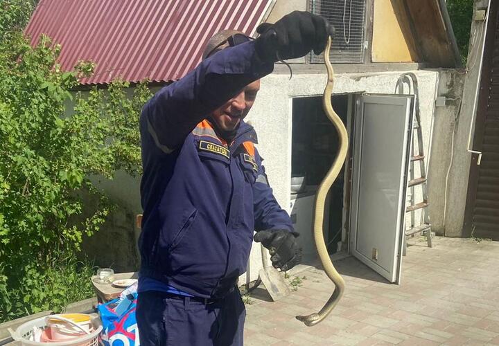 На Кубани спасатели отловили огромную змею