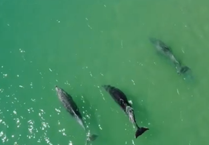 Охота дельфинов у берегов Анапы попала на видео