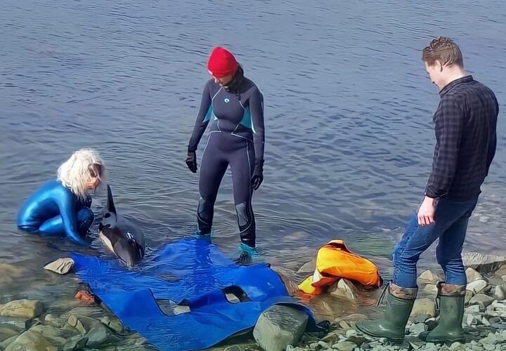 В Джубге пятый день пытаются помочь дельфину-белобочке