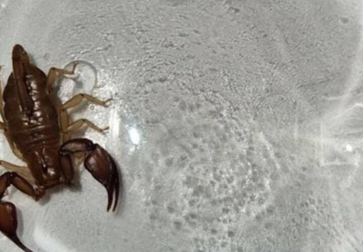 В Новороссийске женщина обнаружила у себя в доме скорпиона