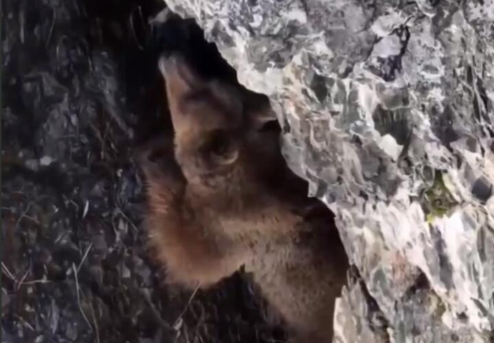В Сочи бурый медведь застрял между скал ВИДЕО