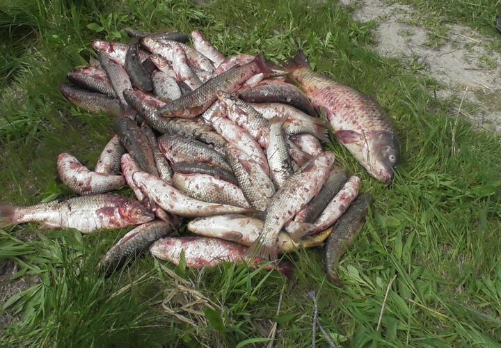 Жители Кубани незаконно поймали рыбу почти на 1,5 млн рублей