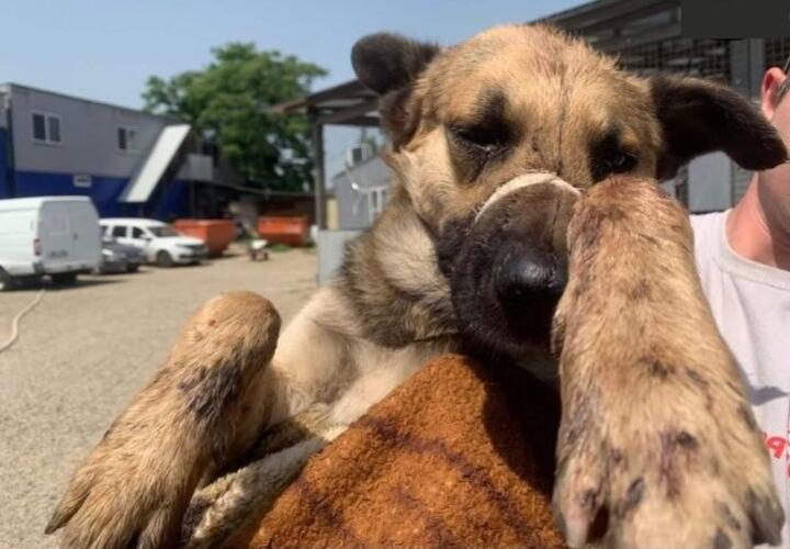 Избивший арматурой собаку житель Адыгеи может сесть на 3 года