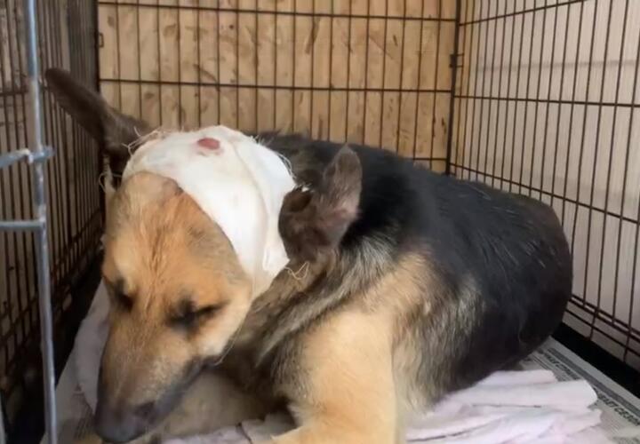 Пес, избитый жителем Адыгеи, находится в тяжелом состоянии ВИДЕО