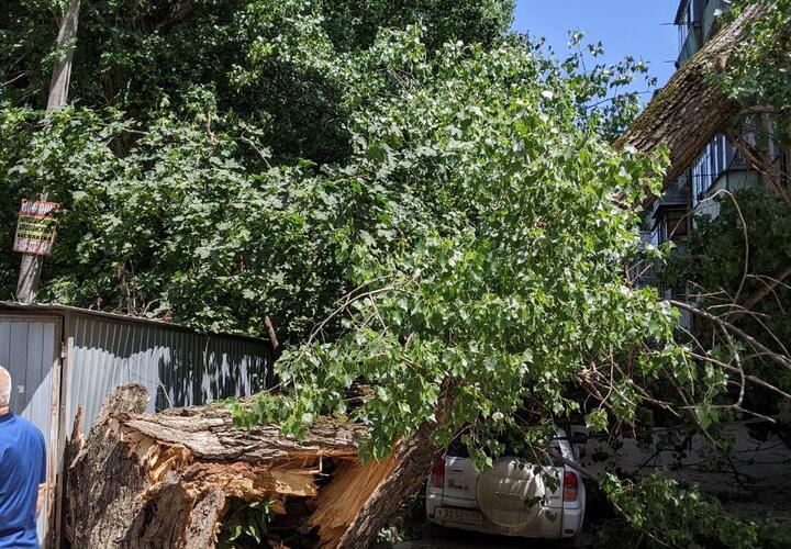 В центре Краснодара дерево упало на многоэтажку и машину