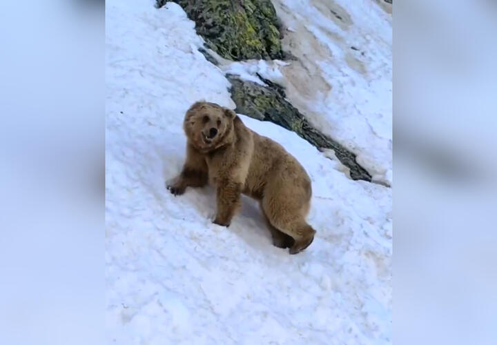 В горах Сочи заметили медведя без уха ВИДЕО