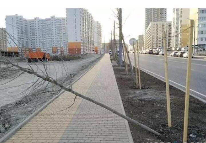 В Новороссийске на улице Мурата Ахеджака гибнут деревья