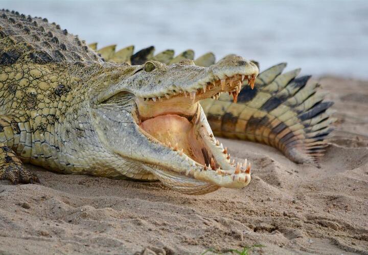 В реке у жилых домов заметили крокодила ВИДЕО