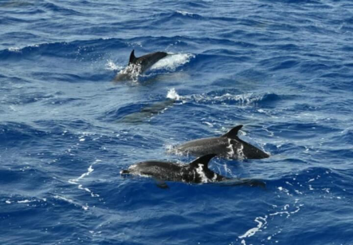 В Росприроднадзоре назвали одну из причин гибели дельфинов в Черном море