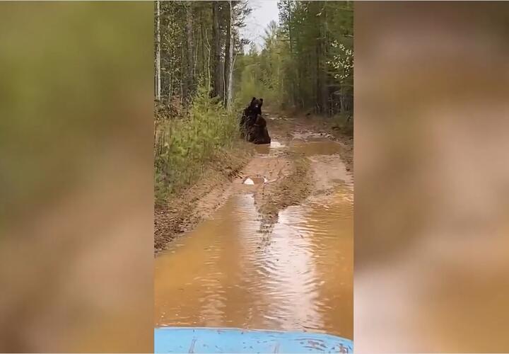 В Сочи тракторист стал свидетелем драки медведей ВИДЕО