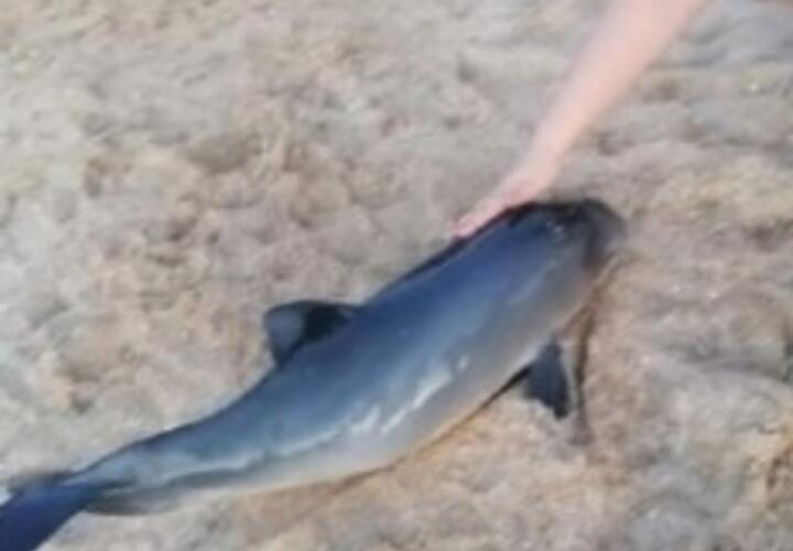 На берег Азовского моря в Голубицкой выбросило мертвого дельфина