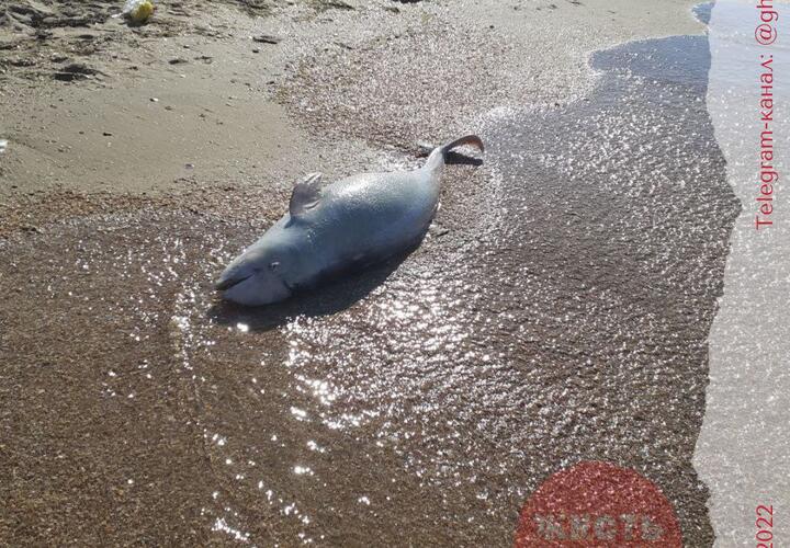 На пляже под Анапой нашли мертвого дельфина