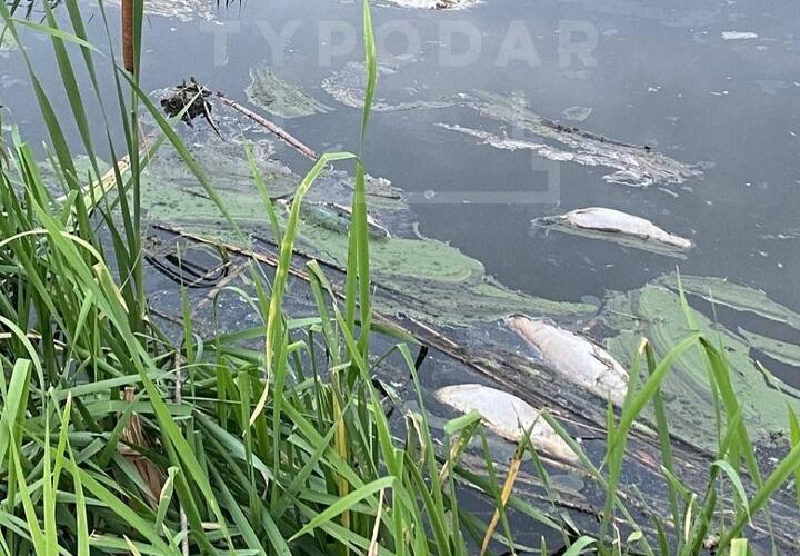В Краснодаре в одном из Карасунских озер зафиксирована массовая гибель рыбы