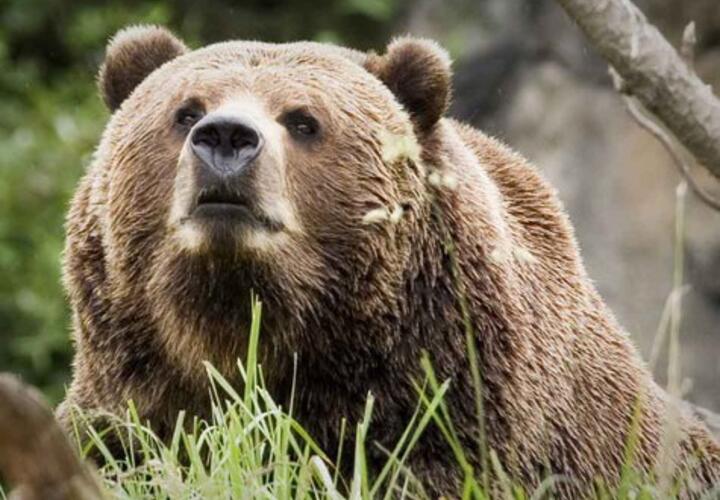 В Нацпарке Сочи рассказали, что делать при встрече с медведем