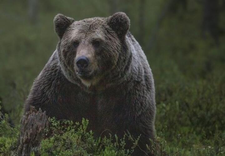 В Сочи медведь напугал туриста, который снимал его на камеру ВИДЕО