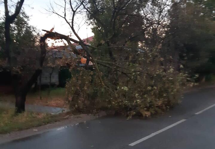 В Тимашевском районе сильный ветер повалил деревья