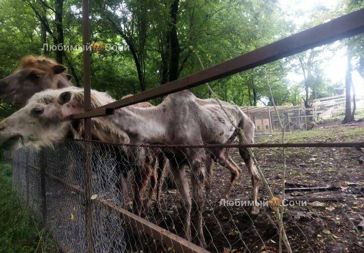 Вот те на: в сафари-парке Сочи с изможденными верблюдами нарушений не нашли  
