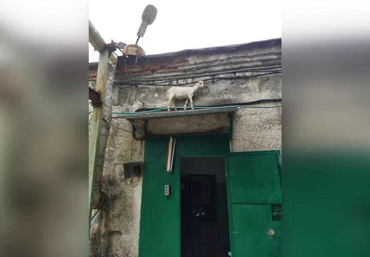Жители Новороссийска удивились козе, забравшейся на здание
