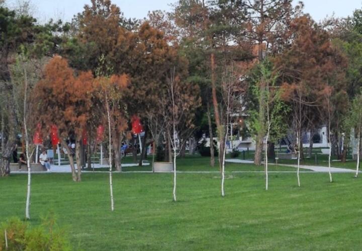 Жители Темрюка заметили, что в парке Пушкина массово гибнут деревья