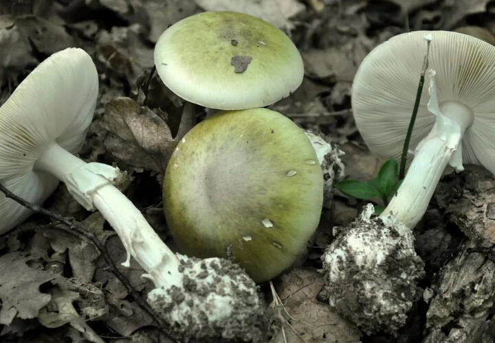 На Кубани мужчина собирал галлюциногенные грибы и выращивал коноплю
