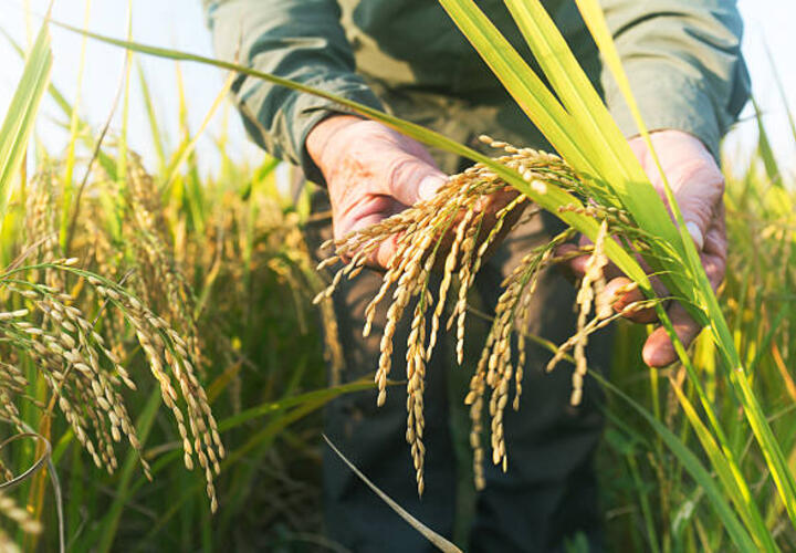 На Кубани площади посевов риса восстановят через 3-4 года  