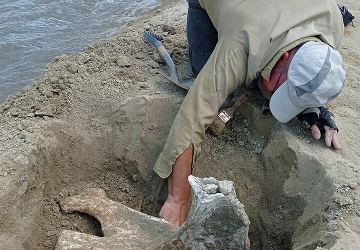 На Кубани ученые раскопали останки древнего слона и саламандры