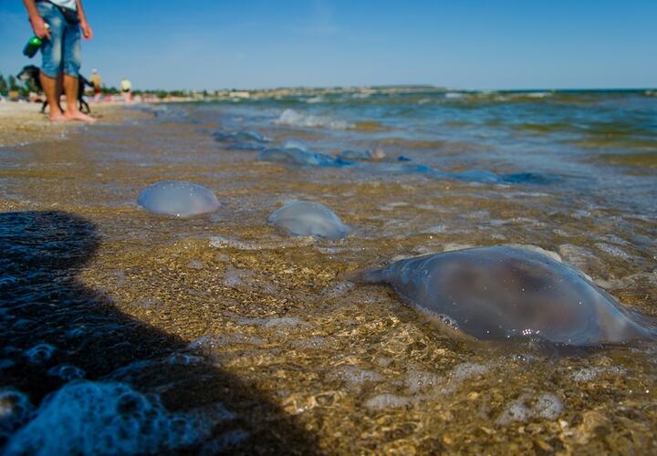  Отдыхающие на Азовском море пожаловались на запах разлагающихся медуз  ВИДЕО