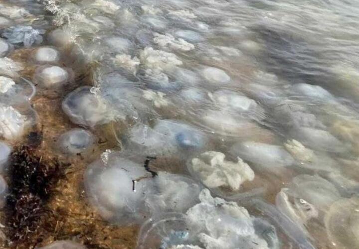 Пляжи Азовского моря оккупировали медузы ВИДЕО