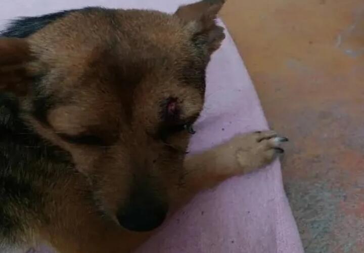 Под Сочи преданный пес охранял тело погибшего в ДТП хозяина