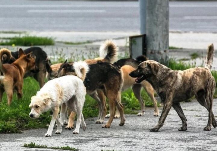 В Краснодаре три огромные стаи собак терроризируют микрорайон ВИДЕО