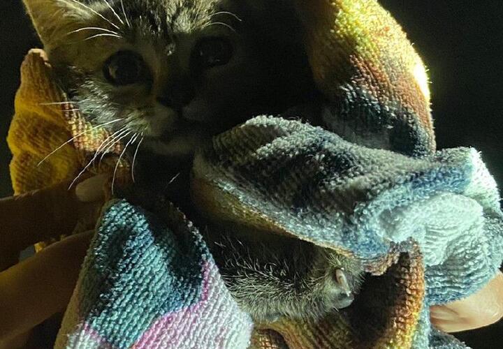 В Новороссийске из ливневки спасатели вытащили котенка