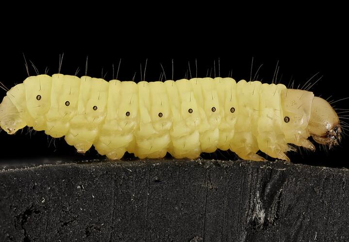 В Новороссийске  обнаружили гусениц, которые  едят  автопокрышки ВИДЕО