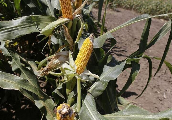В одном из районов Краснодарского края из-за зноя пострадали посевы кукурузы