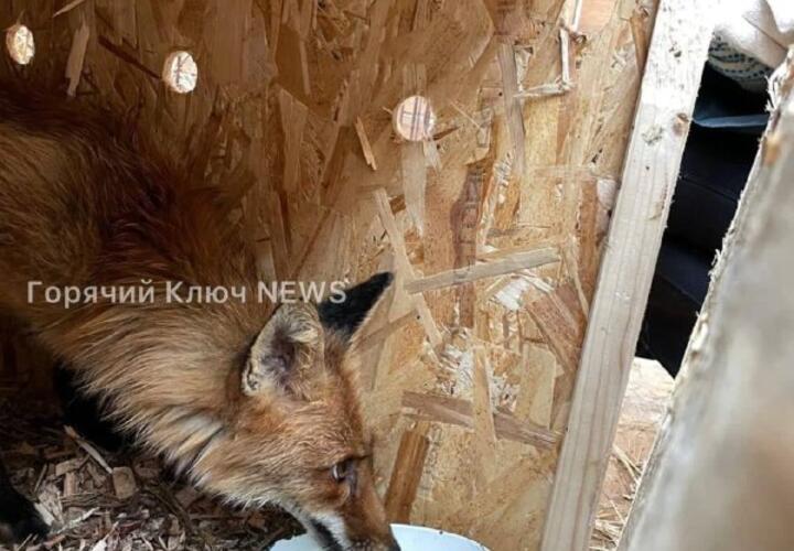 В пригороде Краснодара закрыли «концлагерь» для животных  