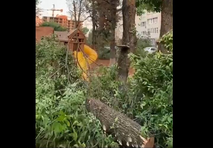В центре Краснодара спилили более 30 здоровых деревьев