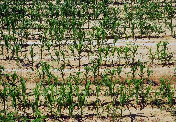 В двух районах Кубани из-за засухи пострадали посевы кукурузы и свеклы