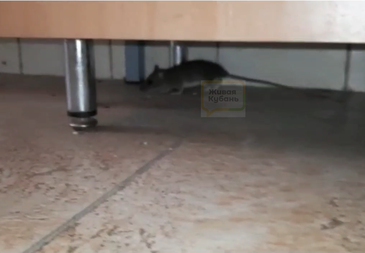 В Геленджике в детском саду крысы бегают по кроватям и столам 