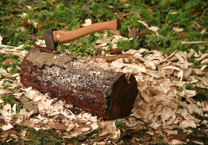 В Краснодаре чиновник за полмиллиона разрешал вырубать деревья